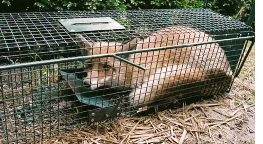 animal-trap-fox.jpg